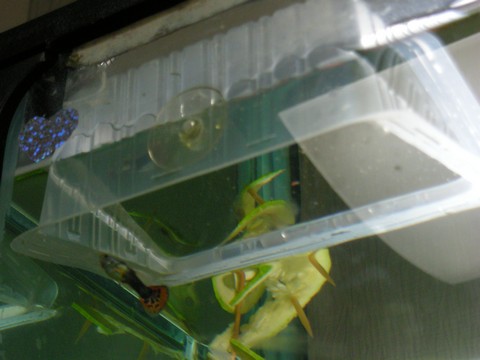 Image00031 Image00031