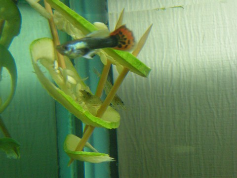 Image00042 Image00042