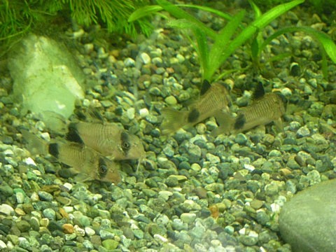 mul100713-1 mul100713-1